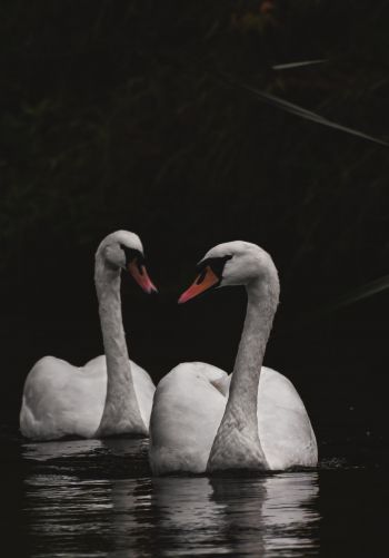 Northumberland, Great Britain, lake, swans Wallpaper 1668x2388