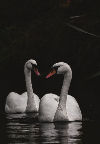 Northumberland, Great Britain, lake, swans Wallpaper 1640x2360