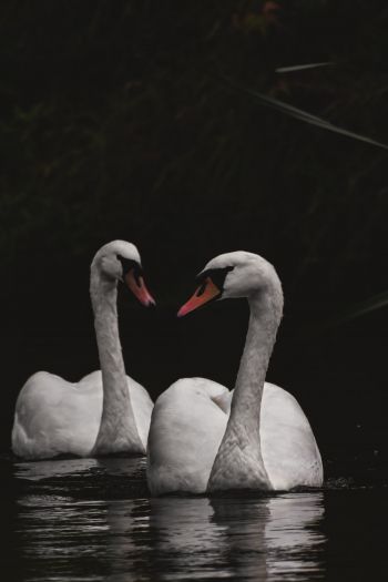 Обои 640x960 Нортумберленд, Великобритания, озеро, лебеди