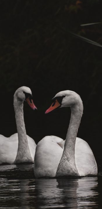 Обои 1080x2220 Нортумберленд, Великобритания, озеро, лебеди