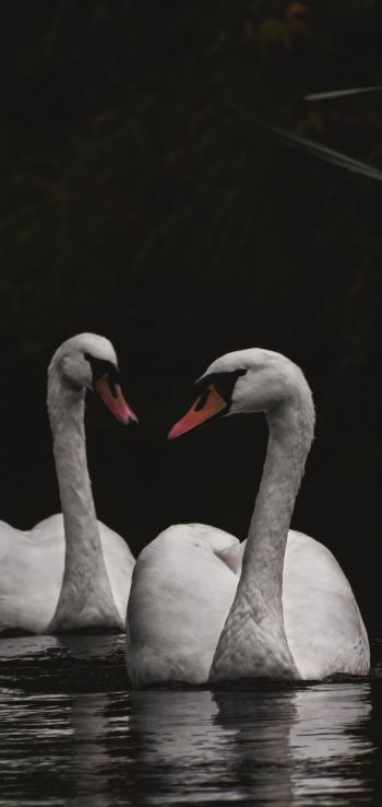 Northumberland, Great Britain, lake, swans Wallpaper 720x1520