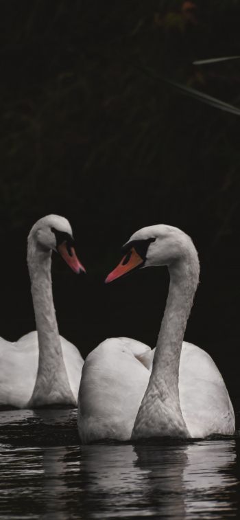 Northumberland, Great Britain, lake, swans Wallpaper 1170x2532