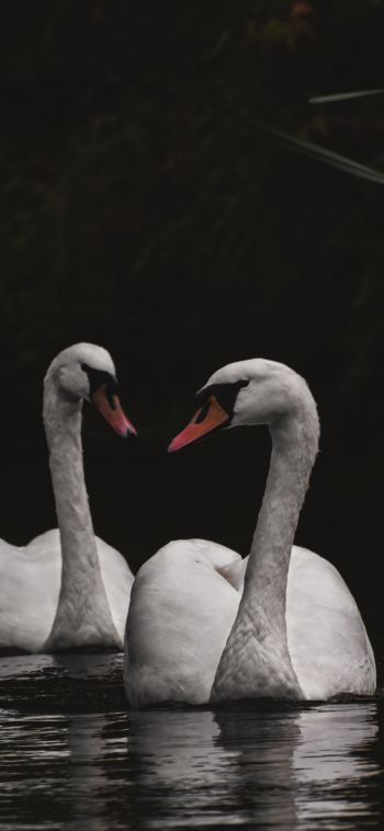 Northumberland, Great Britain, lake, swans Wallpaper 1080x2340