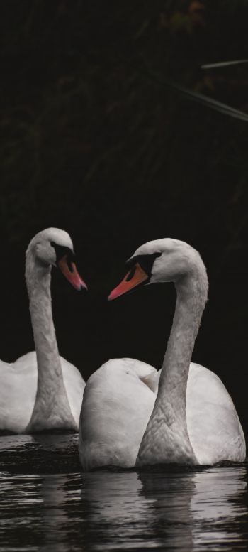 Northumberland, Great Britain, lake, swans Wallpaper 720x1600
