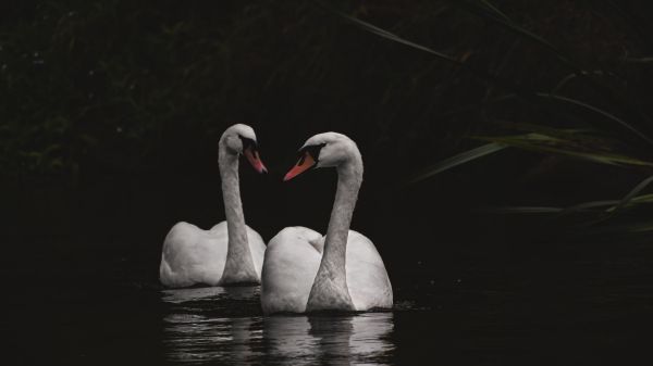 Northumberland, Great Britain, lake, swans Wallpaper 1366x768