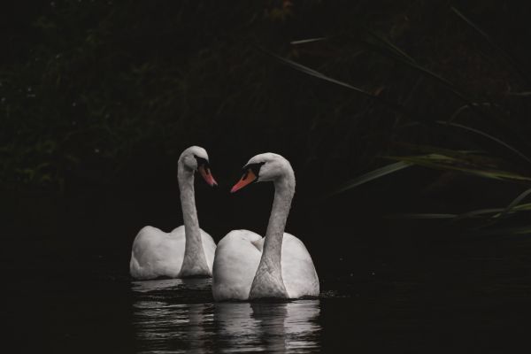 Northumberland, Great Britain, lake, swans Wallpaper 6000x4000