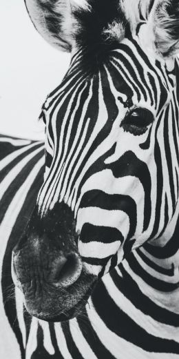zebra, black and white, wildlife Wallpaper 720x1440