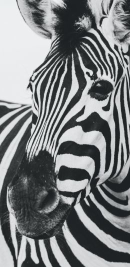 zebra, black and white, wildlife Wallpaper 1440x2960
