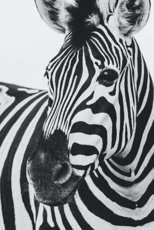 zebra, black and white, wildlife Wallpaper 640x960