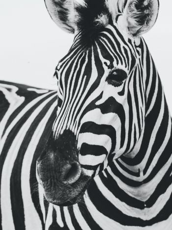 Обои 1620x2160 зебра, черное и белое, дикая природа
