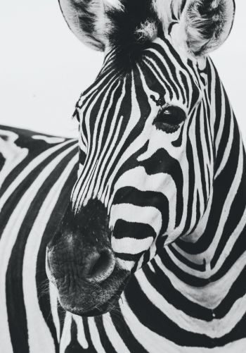 zebra, black and white, wildlife Wallpaper 1668x2388