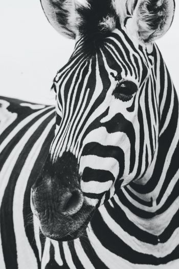 Обои 640x960 зебра, черное и белое, дикая природа