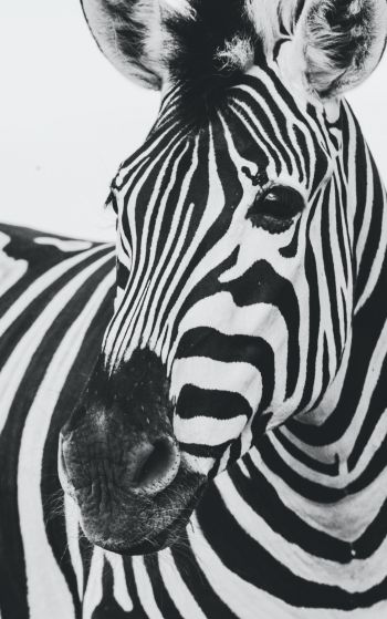 zebra, black and white, wildlife Wallpaper 1752x2800