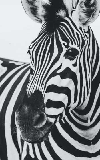 zebra, black and white, wildlife Wallpaper 800x1280