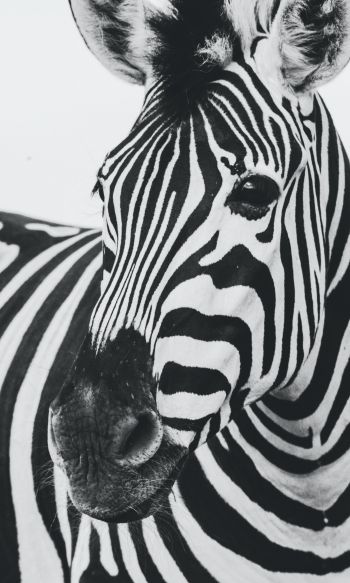 zebra, black and white, wildlife Wallpaper 1200x2000