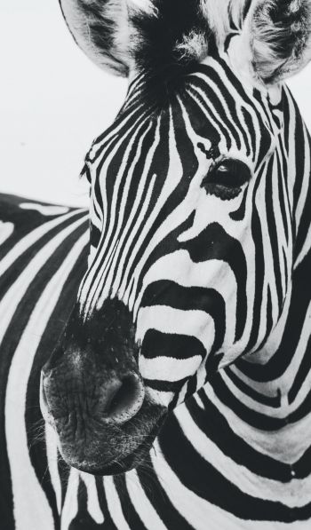 zebra, black and white, wildlife Wallpaper 600x1024