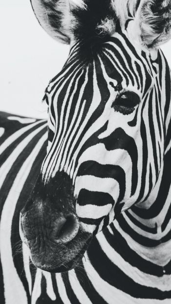 zebra, black and white, wildlife Wallpaper 640x1136