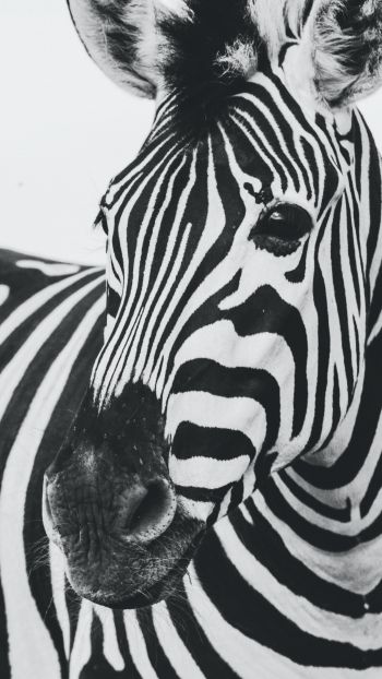 zebra, black and white, wildlife Wallpaper 750x1334