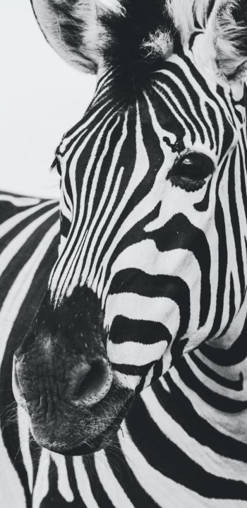 zebra, black and white, wildlife Wallpaper 1080x2220
