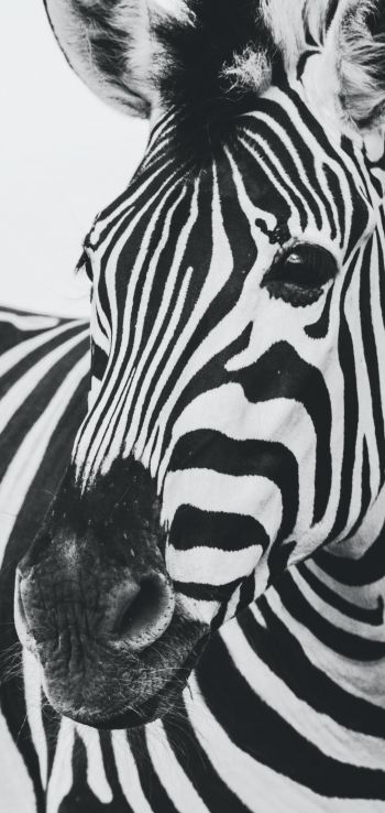zebra, black and white, wildlife Wallpaper 720x1520