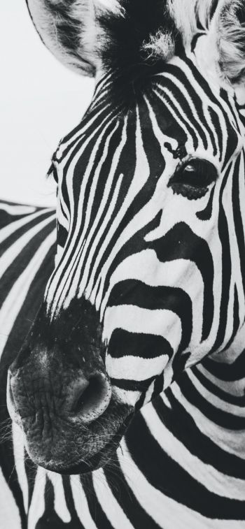 zebra, black and white, wildlife Wallpaper 1242x2688