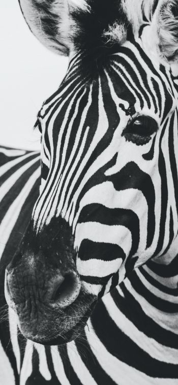 zebra, black and white, wildlife Wallpaper 1080x2340