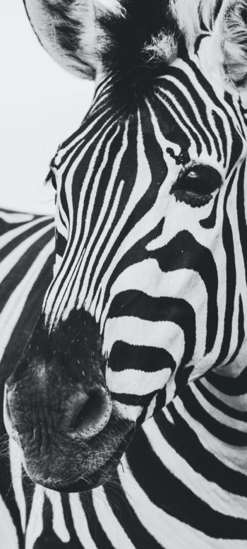 zebra, black and white, wildlife Wallpaper 1440x3200
