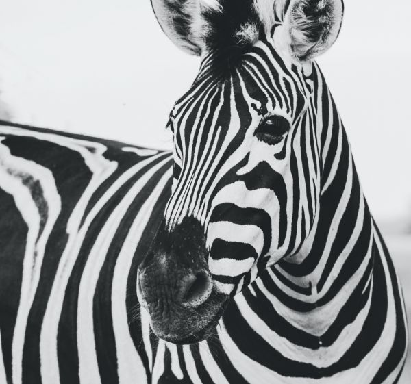 Обои 3693x3456 зебра, черное и белое, дикая природа