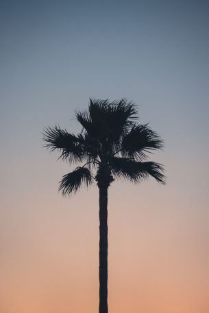 Spain, dawn, twilight, palm trees Wallpaper 3997x5996