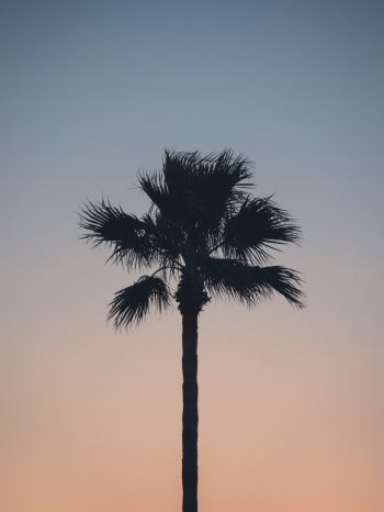 Spain, dawn, twilight, palm trees Wallpaper 1620x2160
