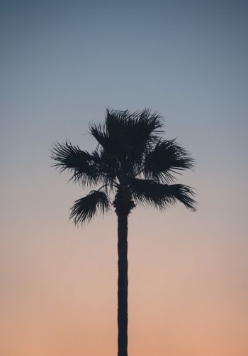 Spain, dawn, twilight, palm trees Wallpaper 1668x2388