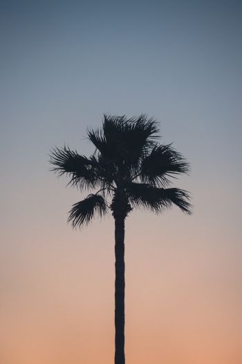 Spain, dawn, twilight, palm trees Wallpaper 640x960