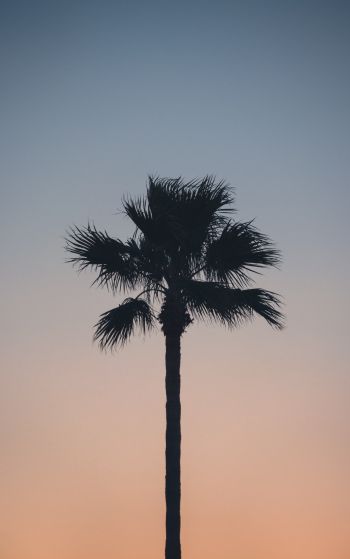 Spain, dawn, twilight, palm trees Wallpaper 1752x2800