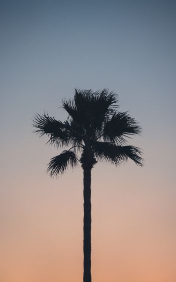 Spain, dawn, twilight, palm trees Wallpaper 800x1280