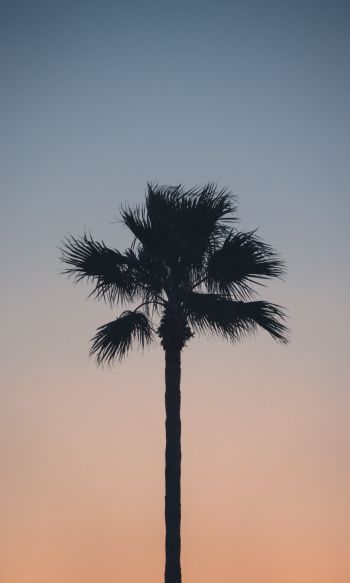 Spain, dawn, twilight, palm trees Wallpaper 1200x2000