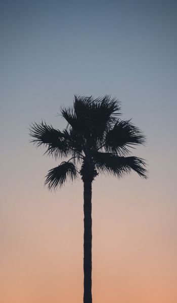 Spain, dawn, twilight, palm trees Wallpaper 600x1024