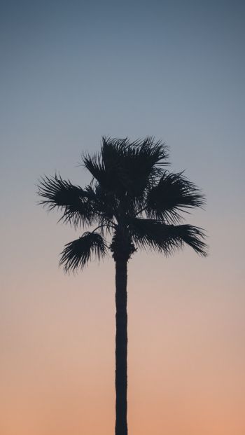 Spain, dawn, twilight, palm trees Wallpaper 640x1136