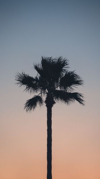 Spain, dawn, twilight, palm trees Wallpaper 1440x2560