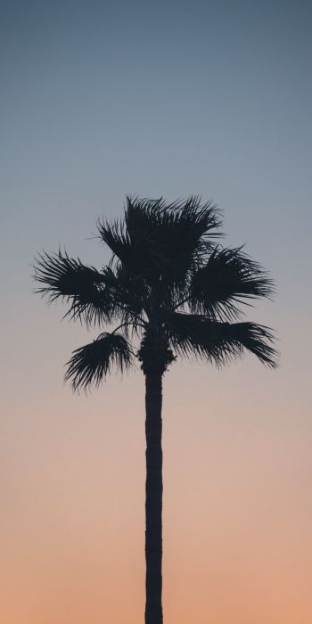 Spain, dawn, twilight, palm trees Wallpaper 720x1440