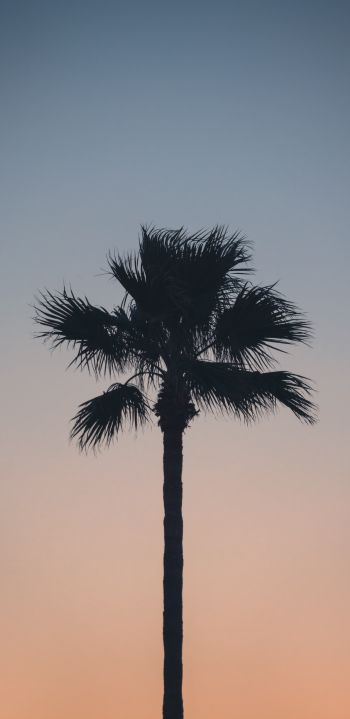 Spain, dawn, twilight, palm trees Wallpaper 1080x2220