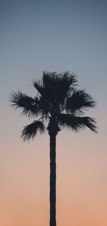 Spain, dawn, twilight, palm trees Wallpaper 1080x2280
