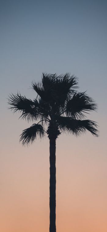 Spain, dawn, twilight, palm trees Wallpaper 1242x2688