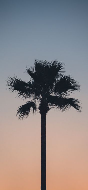 Spain, dawn, twilight, palm trees Wallpaper 1080x2340
