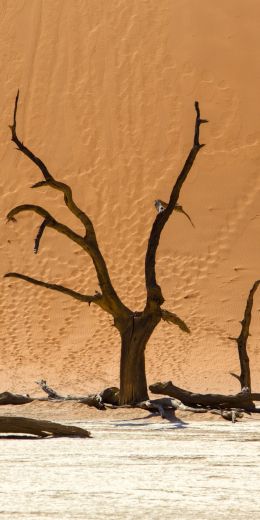 Dead Vlei, Sossusvlei, Namibia, dunes, desert Wallpaper 720x1440