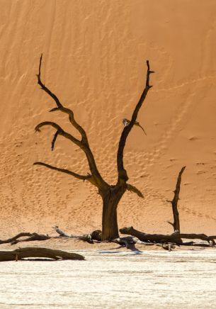 Обои 1668x2388 Dead Vlei, Соссусфлей, Намибия, дюны, пустыня