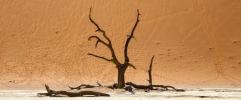 Dead Vlei, Sossusvlei, Namibia, dunes, desert Wallpaper 3440x1440