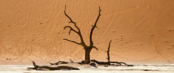 Обои 2560x1080 Dead Vlei, Соссусфлей, Намибия, дюны, пустыня
