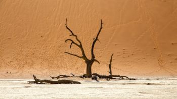 Обои 1280x720 Dead Vlei, Соссусфлей, Намибия, дюны, пустыня