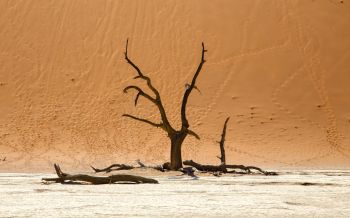Обои 1920x1200 Dead Vlei, Соссусфлей, Намибия, дюны, пустыня
