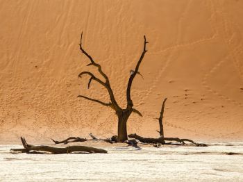 Обои 1024x768 Dead Vlei, Соссусфлей, Намибия, дюны, пустыня